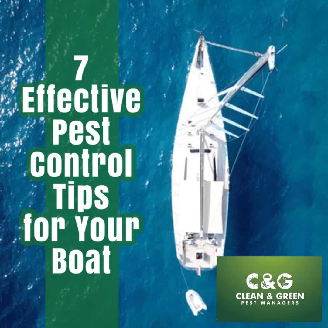 Pest Control Tips for Your Boat