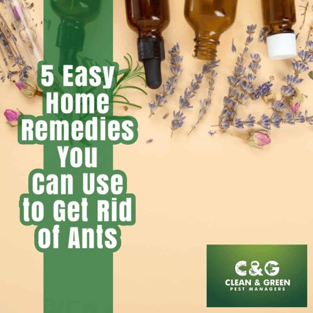 5 Easy Home Remedies You Can Use to Get Rid of Ants