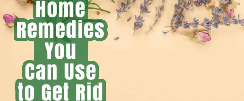 5 Easy Home Remedies You Can Use to Get Rid of Ants