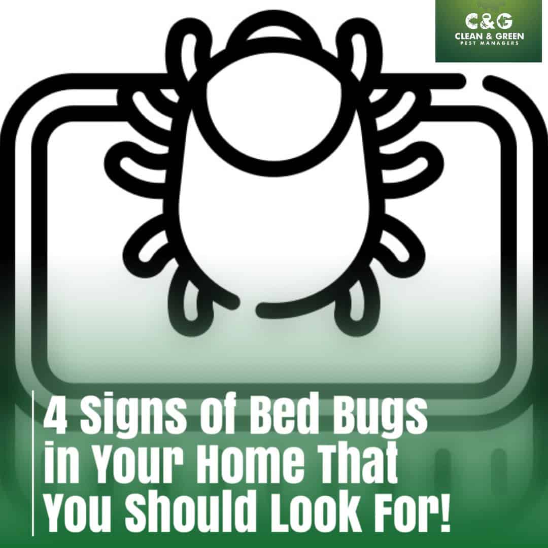 Bed bug control Sydney