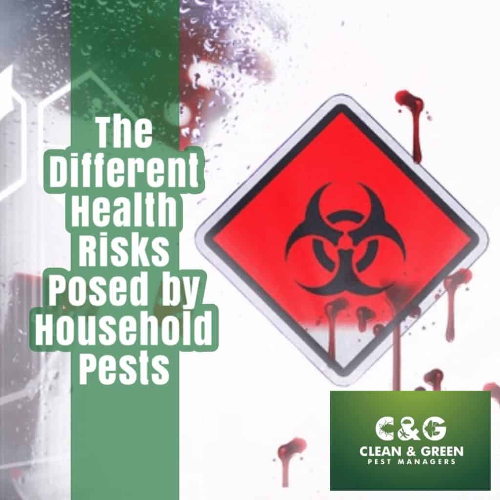 The Different Health Risks Posed by Household Pests