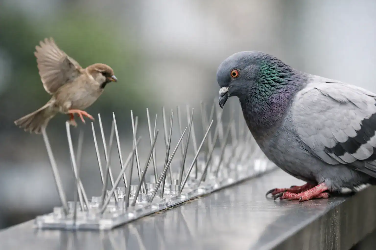 Do Bird Spikes Hurt Birds? The Honest Answer