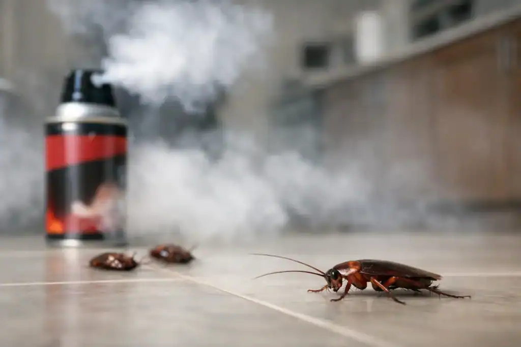 Why Store-Bought Cockroach Bombs Rarely Work
