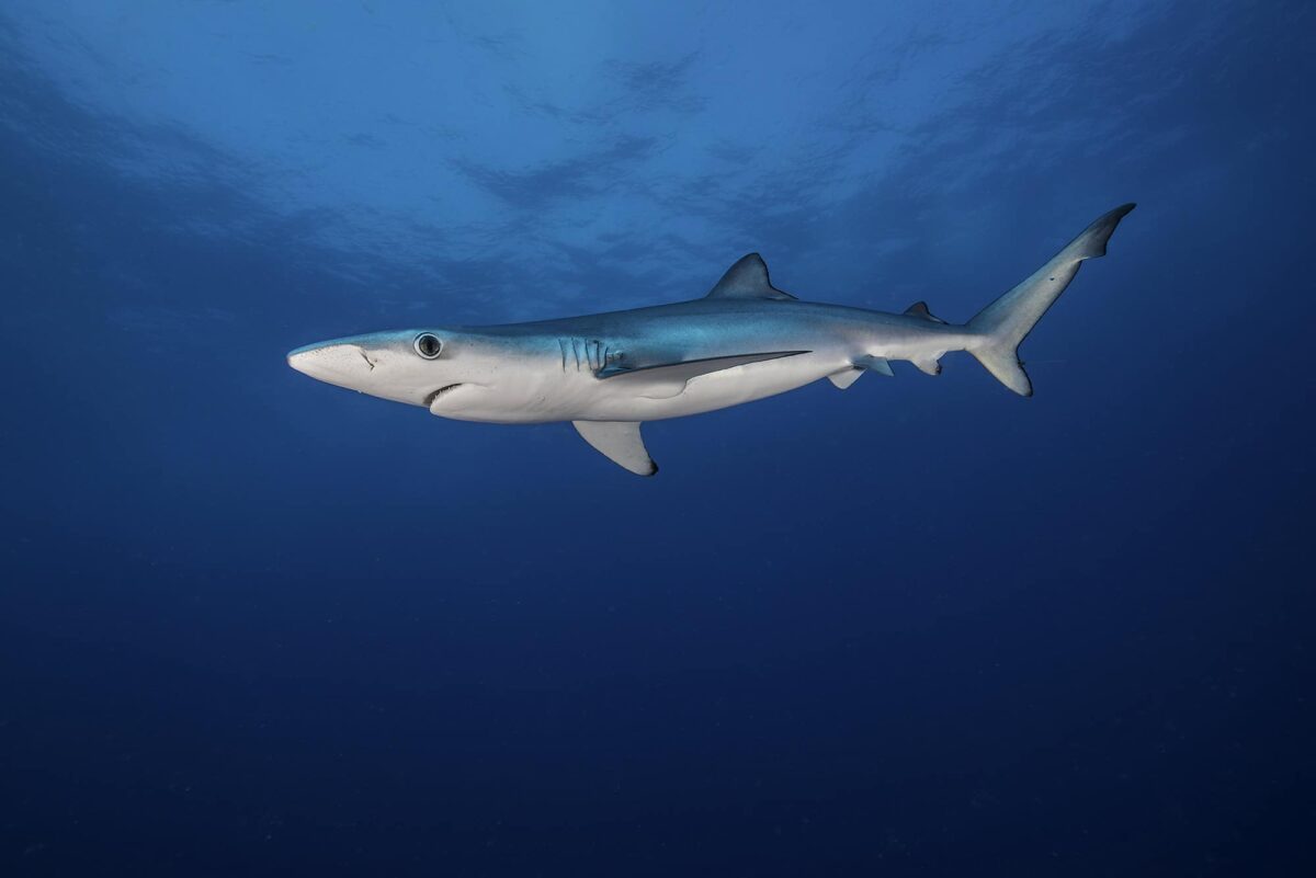shark wallpaper uk