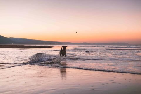 dog on beach