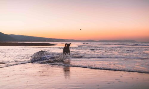 10 best dog-friendly beaches in Cornwall