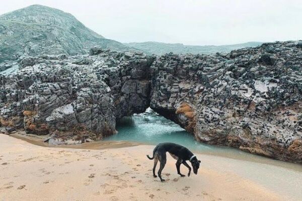 dog image 7