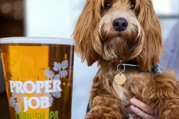 The Port William Inn dog