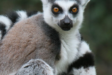 Newquay Zoo_Lemur