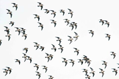 Dunlins
