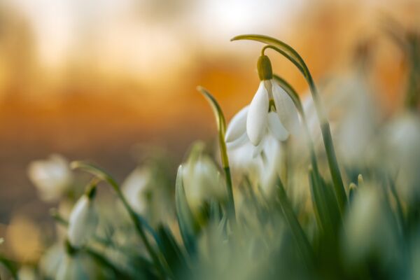 Snowdrops