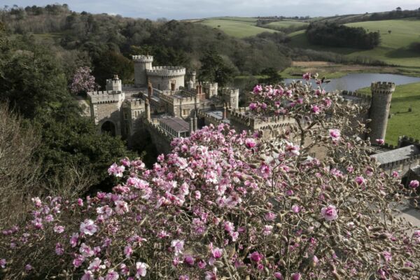 Magnolia tree in bloom at Caerhays Castle Garens, Cornwall ©Exposure Photo Agency, Simon Burt