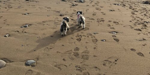 Dog-friendly beaches in Bude