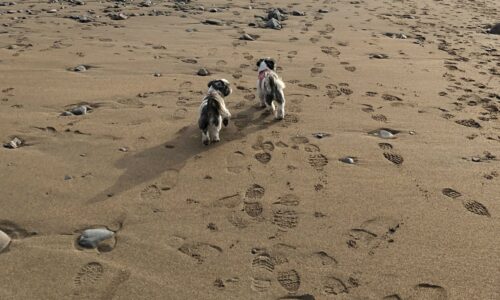 Dog-friendly beaches in Padstow