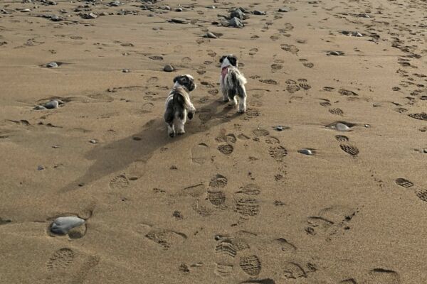 Dogs on beach