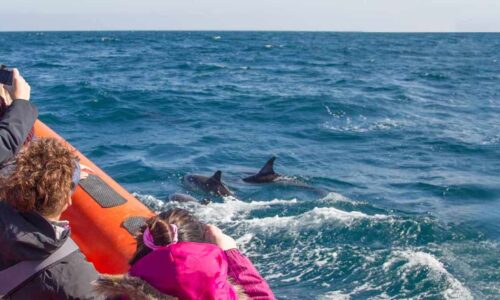 Things to do in Padstow