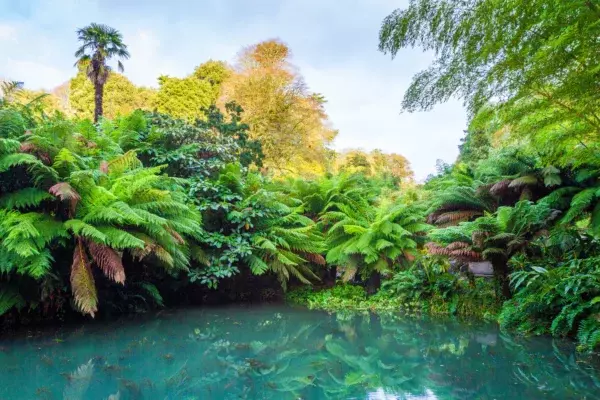Azolla Pool at Trebah