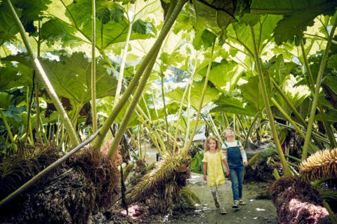 Gunnera Passage at Trebah