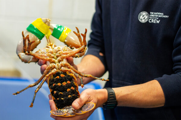 National-Lobster-Hatchery-Philleigh-Way-01-soc