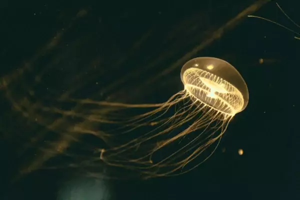 jonathan-diemel-crystal-jellyfish-unsplash
