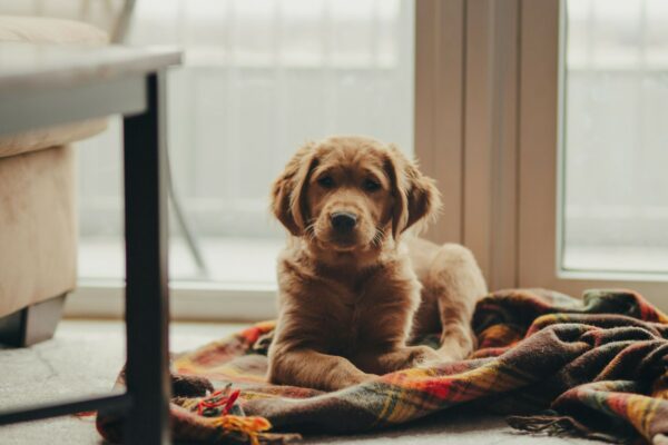 josh-hild-dog-unsplash
