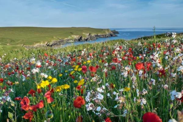 Wild flowers and poppies, West Pentire, Cornwall ©National Trust Images/Howard Stone