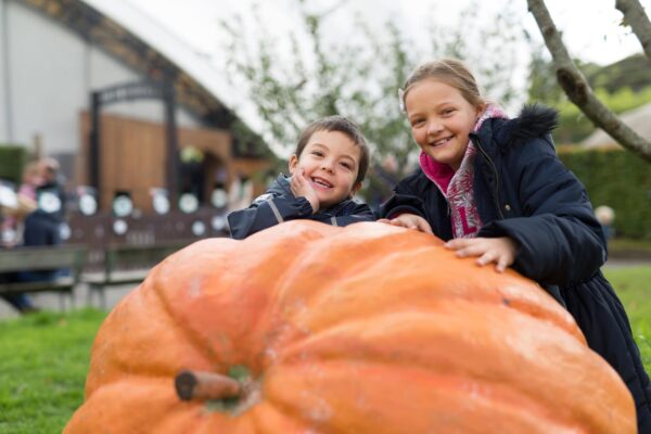 Huge pumpkin at Cornish Secrets pumpkin patch with happy children exploring autumn festival activities.