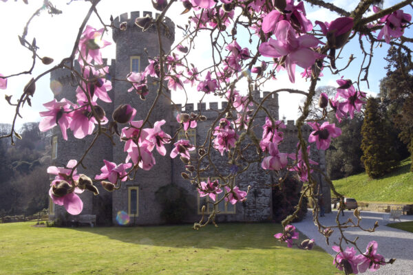 Fairy tale castle with pink blossom in Cornwall, perfect for a magical getaway.