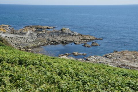 3252px-Broad_Cove_(9806)