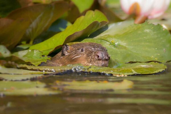 Beaver 3
