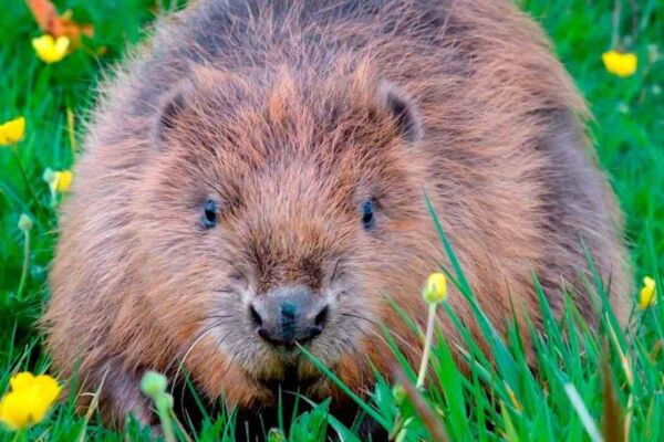 Beaver 2