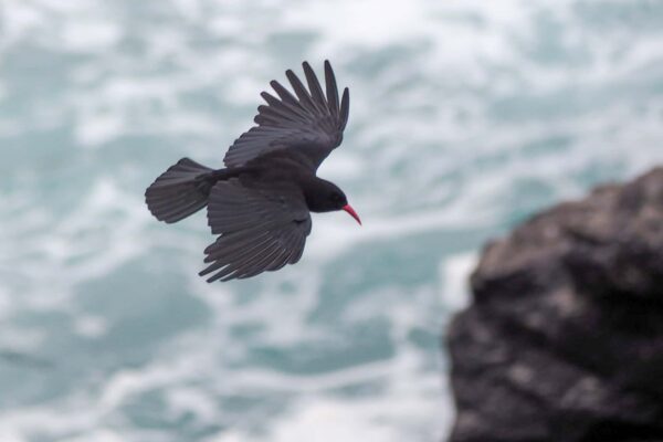 Over the cliffs at Cape Cornwall