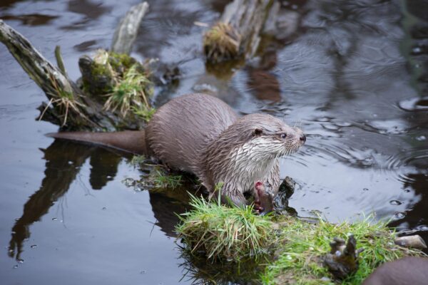 European_otter_02
