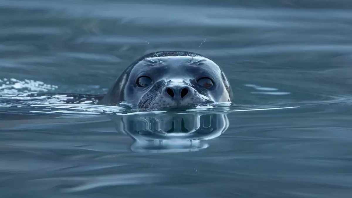 Harbor_seal_(Phoca_vitulina)_at_Magdalen_fjord,_Svalbard_(1)