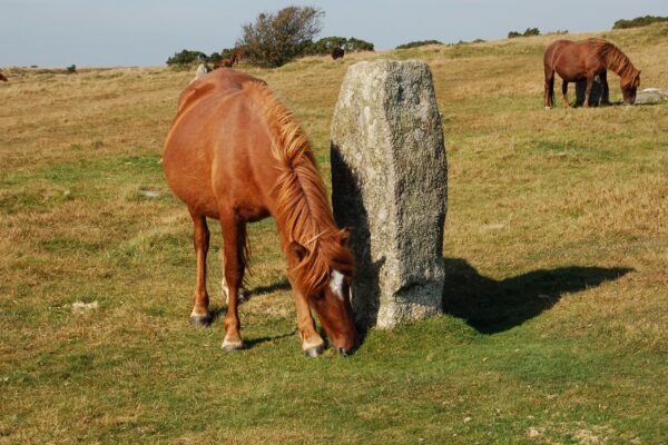 Pony_in_the_Hurlers