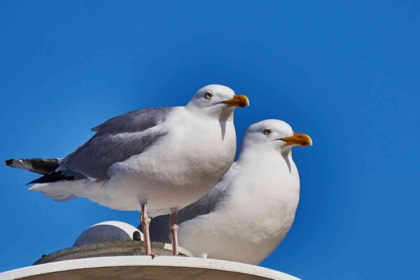 Sea_Gulls_At_The_Baltic_Sea_(113042485)