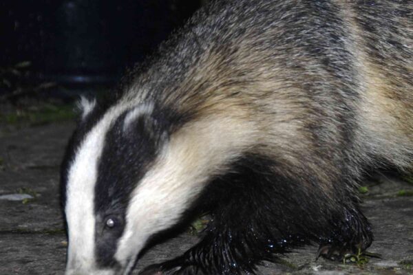 Badger_25-07-09_closer
