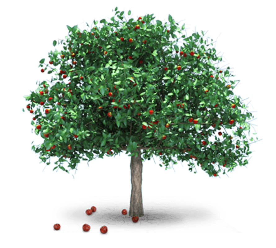 On the fruit you see the tree!