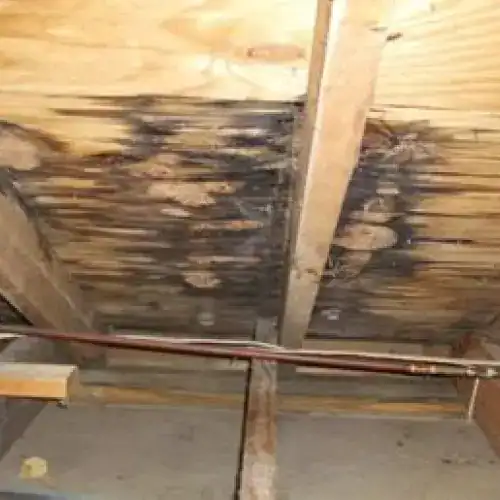 Severe water damage and black mold in an attic, major roof leak warning signs by Dolan Roofing & Construction in San Antonio