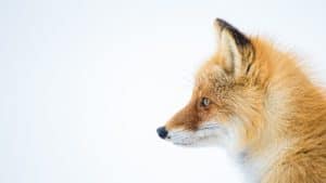 The Spiritual Significance Of The Fox Spirit Animal