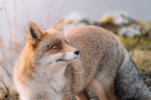 The Spiritual Significance Of The Fox Spirit Animal