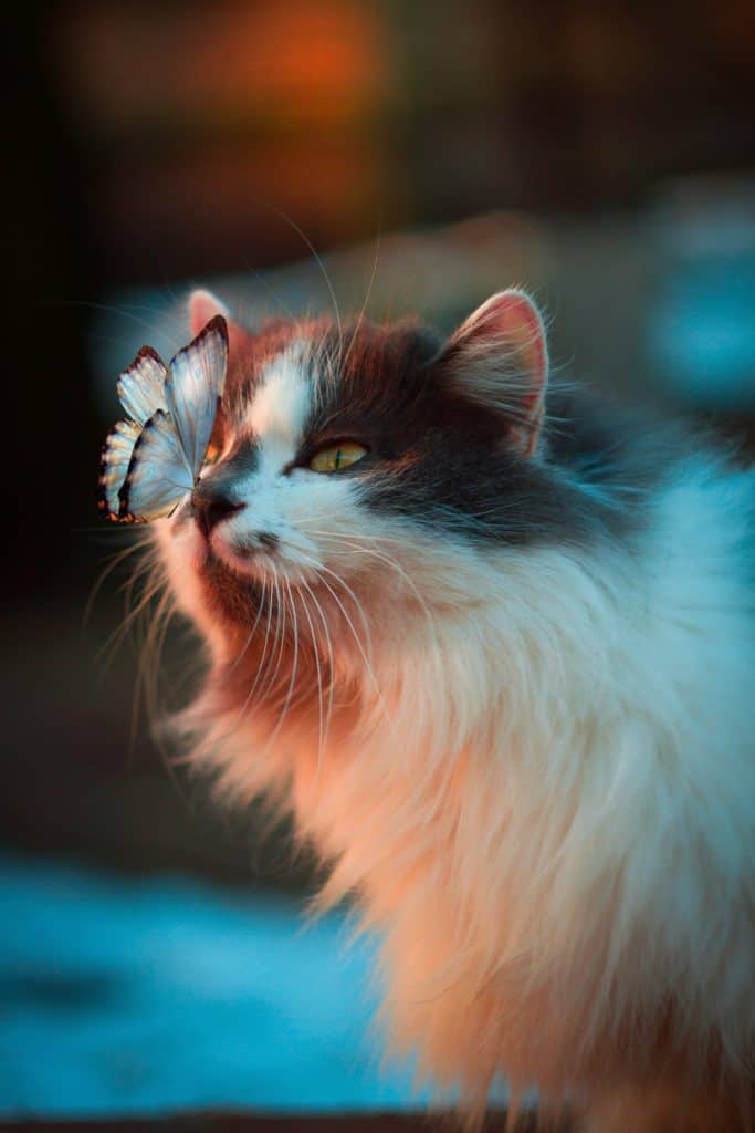 Dreaming Of Spirit Animals And Their Meanings