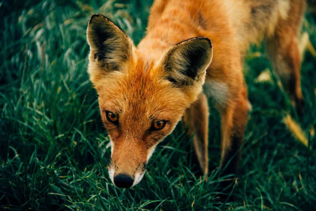 How To Discover Your Spirit Animal Guide