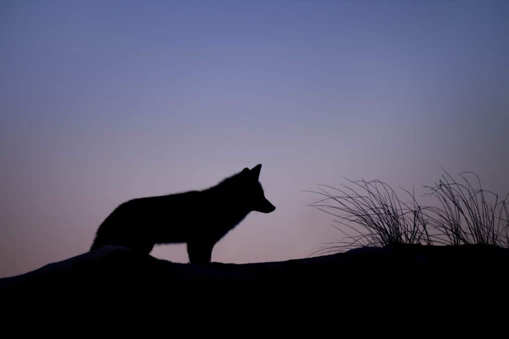 How To Discover Your Spirit Animal Guide