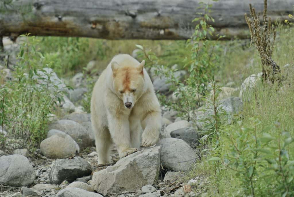 The Role Of The Bear As A Spirit Animal