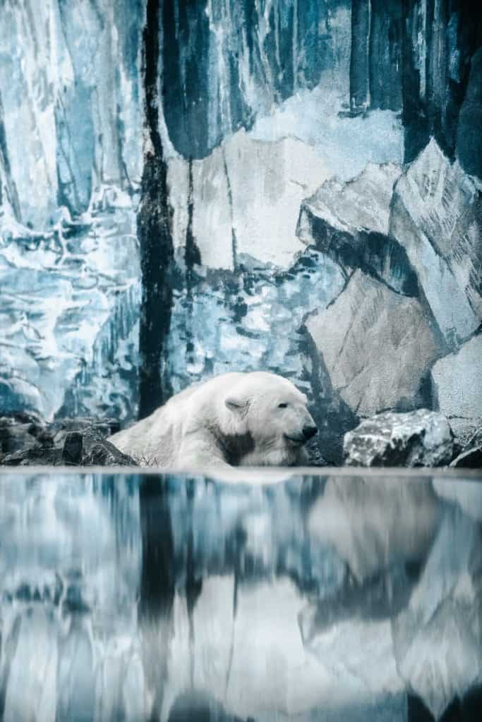 The Role Of The Bear As A Spirit Animal
