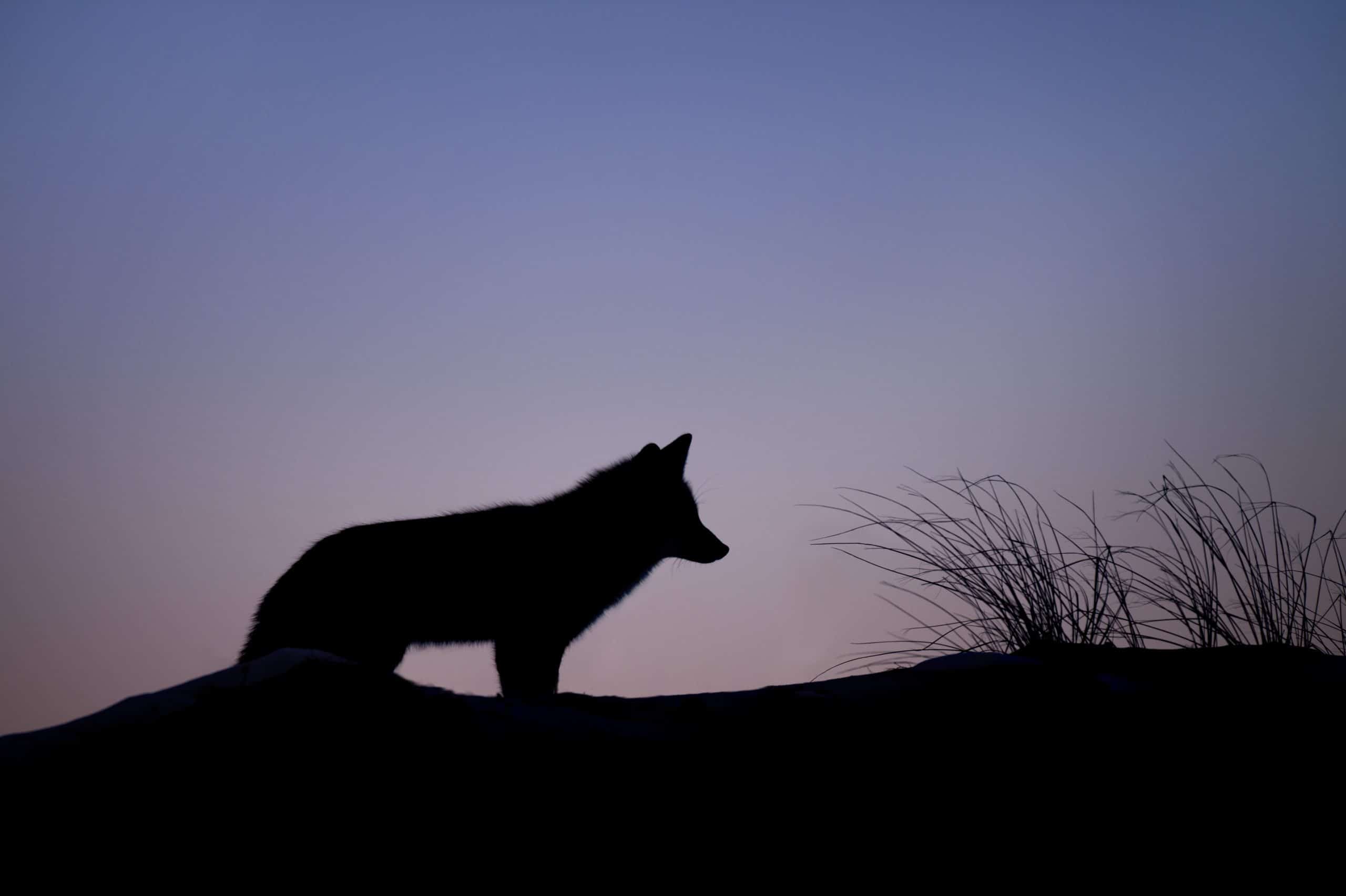 the-significance-of-the-wolf-as-a-spirit-animal-3