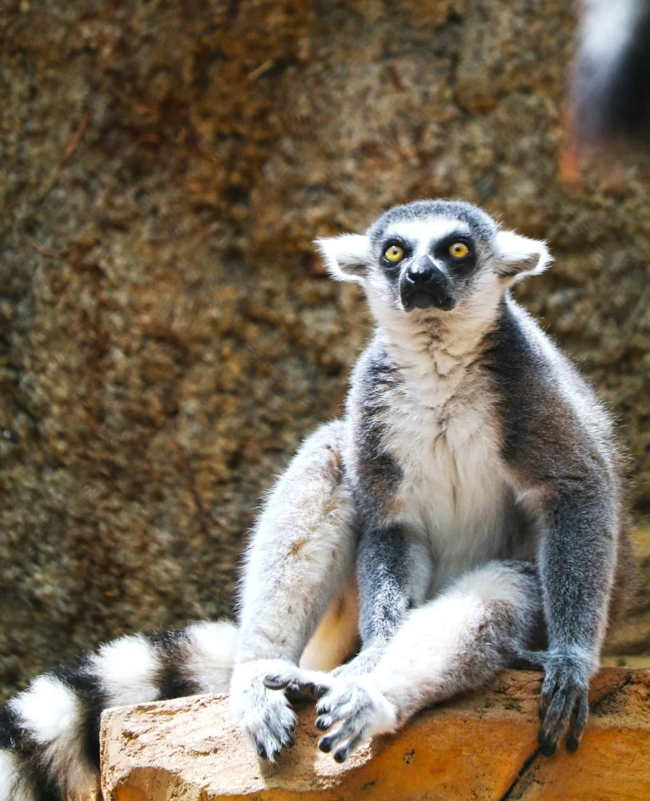 How To Discover Your Spirit Animal Guide