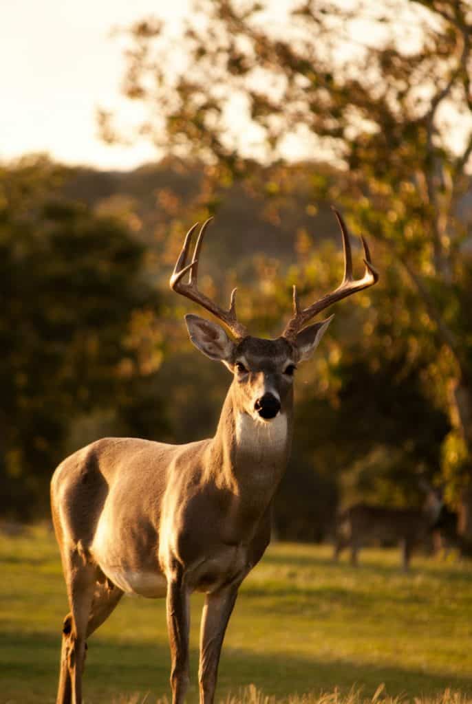 Understanding The Deer As A Symbol Of Gentleness