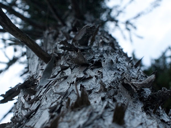 Timber Supply Analysis and Planning